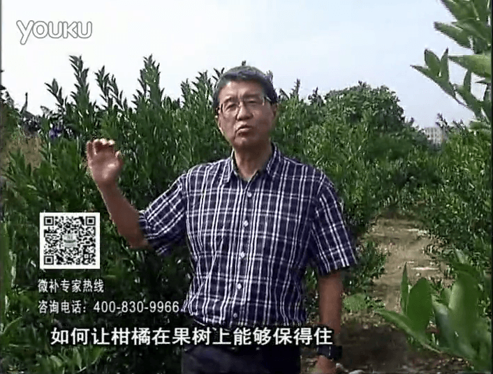 20161128珠江臺搖錢(qián)樹(shù)：柑橘?lài)娢⒀a蓋力、碧力，低溫抗凍，果掛得住，預防減少采前落果