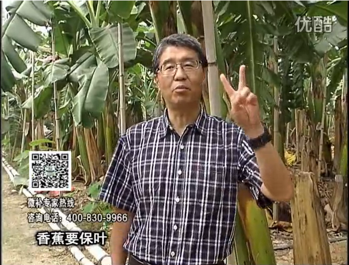 20161128珠江臺搖錢(qián)樹(shù)：香蕉用微補方案，預防減少黃葉、抽蕾膨蕉好