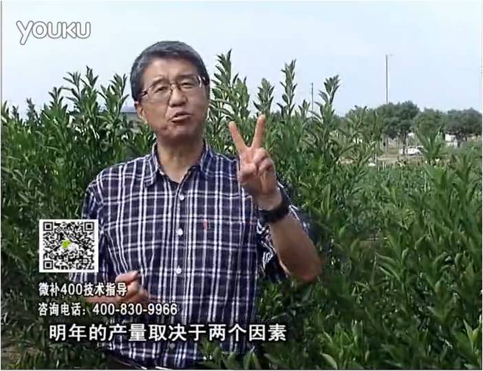 20161205珠江臺搖錢(qián)樹(shù)：柑橘?lài)娛┪⒀a花力+碧力、下因迪樂(lè )有機肥，促花恢復長(cháng)勢好