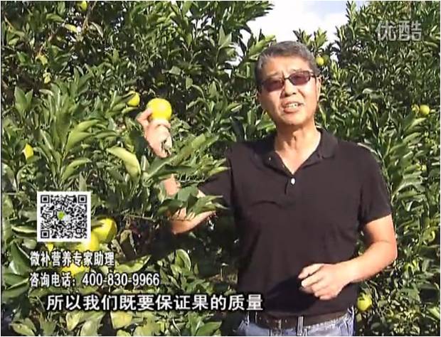 20161212珠江臺搖錢(qián)樹(shù)：紅江橙淋微補根力鈣+沖力，噴紅果力，樹(shù)勢壯，果品質(zhì)好