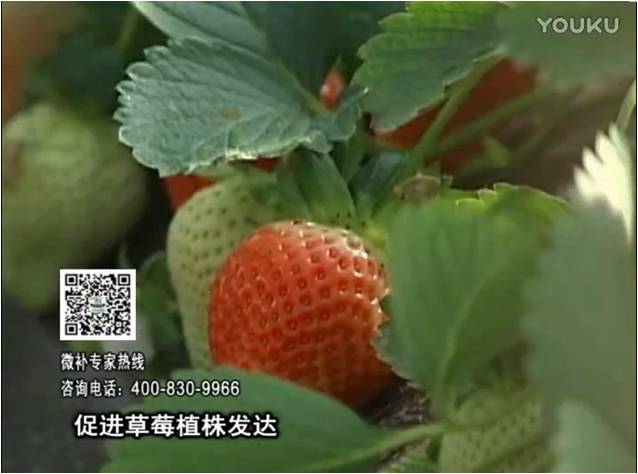 20161219珠江臺搖錢(qián)樹(shù)：草莓如何壯長(cháng)、果大品質(zhì)高？