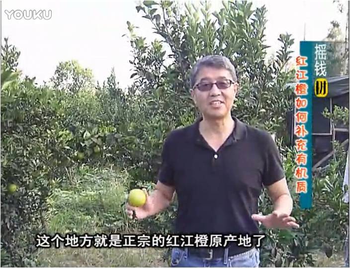 20161219珠江臺搖錢(qián)樹(shù)：紅江橙用微補方案，裂果少、樹(shù)勢好