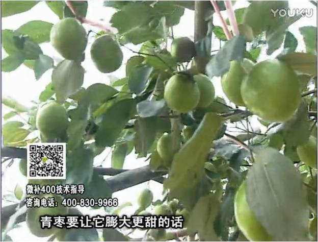 20161226珠江臺搖錢(qián)樹(shù)：青棗用微補方案，健壯長(cháng)勢，提高來(lái)花坐果