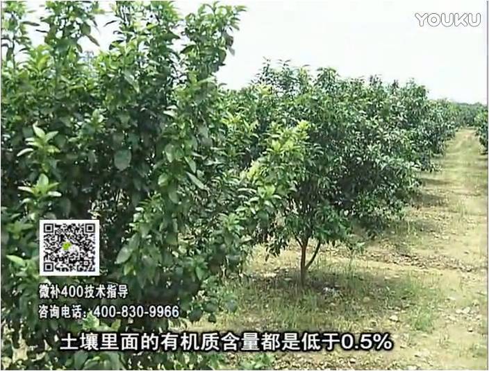 20161226珠江臺搖錢(qián)樹(shù)：柑橘?lài)娢⒀a蓋力防霜凍果、采后促花恢復樹(shù)勢撒微補倍力+有機肥