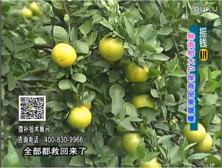 20170102珠江臺搖錢(qián)樹(shù)：柑橘?lài)娢⒀a蓋力防凍抗凍，采后冬肥下微補倍力+有機肥