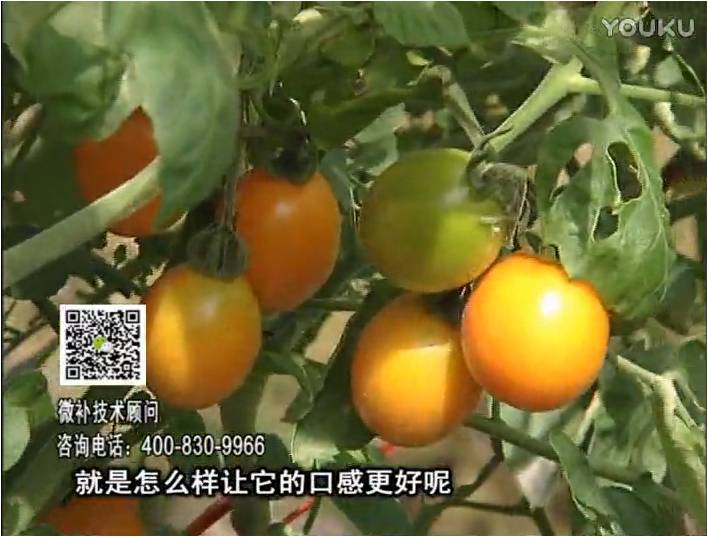 20170102珠江臺搖錢(qián)樹(shù)：番茄臍腐病、裂果、抗凍如何做？澆施微補根力鈣+精力，葉噴微補葉面肥