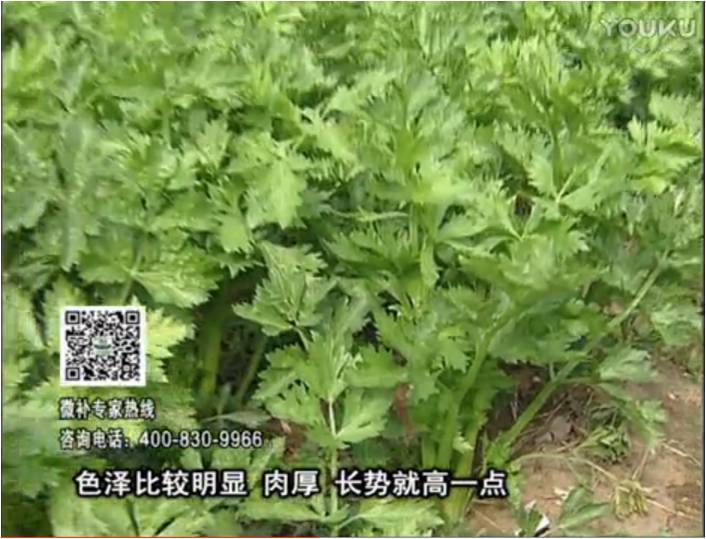 20170109珠江臺搖錢(qián)樹(shù)：葉菜如何種？長(cháng)勢好又高產(chǎn)！
