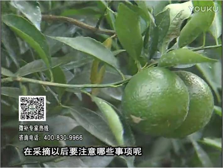 20170109珠江臺搖錢(qián)樹(shù)：新會(huì )柑用微補方案，保樹(shù)好，果品質(zhì)高，年年有收獲