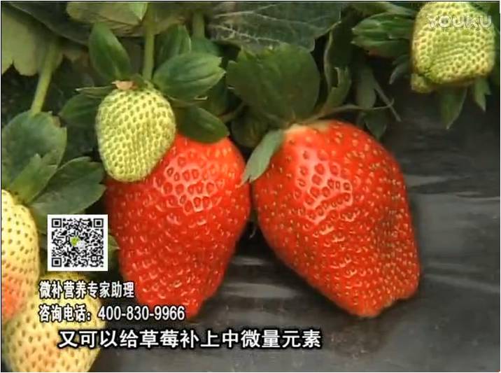 20170123珠江臺搖錢(qián)樹(shù)：草莓用微補方案，促根苗壯、開(kāi)花坐果好