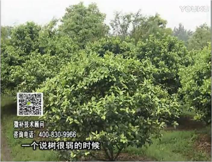 20170206珠江臺搖錢(qián)樹(shù)：柑橘用微補方案，壯樹(shù)促花壯花好