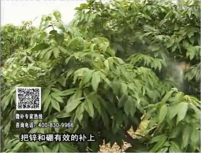 20170213珠江臺搖錢(qián)樹(shù)：荔枝噴施微補花力+硼力，補充鋅硼健壯來(lái)花