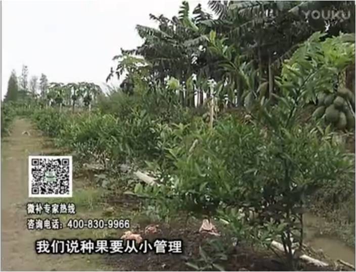20170213珠江臺搖錢(qián)樹(shù)：柑橘小樹(shù)用微補方案，促根保樹(shù)好