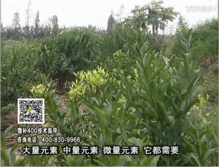 珠江臺搖錢(qián)樹(shù)：柑橘?lài)娛┪⒀a花力+硼力，補充鋅硼健壯來(lái)花，利坐果