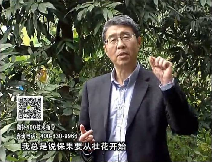 珠江臺搖錢(qián)樹(shù)：荔枝來(lái)花少更要做好壯花，提高坐果，葉噴微補花力+硼力，補鋅