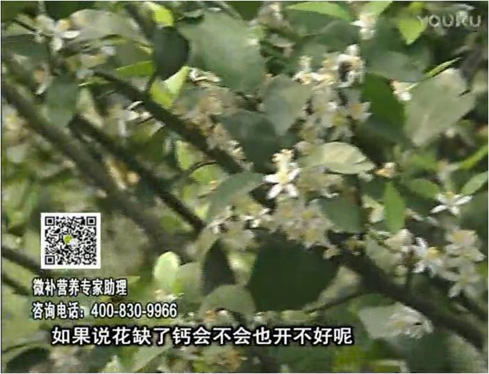 珠江臺搖錢(qián)樹(shù)：柑橘淋微補根力鈣+精力，促根壯春梢，花壯利坐果