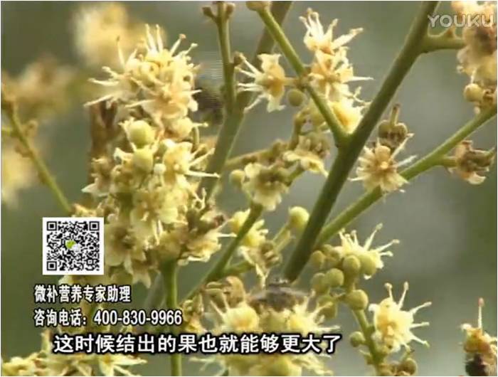 珠江臺搖錢(qián)樹(shù)：龍眼淋沖微補根力鈣+沖力鎂，促根保樹(shù)