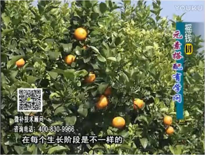 20170306珠江臺搖錢(qián)樹(shù)：柑橘淋沖微補方案，針對不同需求正確補充元素，平衡營(yíng)養健壯長(cháng)