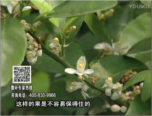 20170313珠江臺搖錢(qián)樹(shù)：柑橘淋沖微補根力鈣+精力，噴微補花力+硼力，來(lái)花健壯，預防減少弱花畸形花
