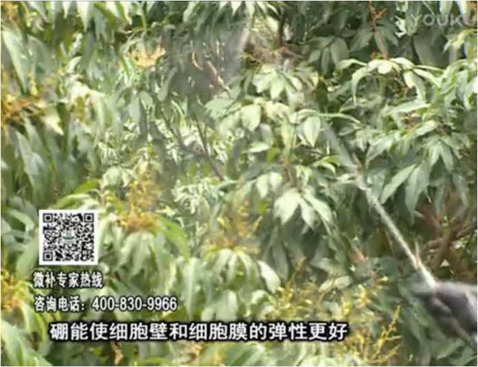 20170313珠江臺搖錢(qián)樹(shù)：荔枝噴微補果力+硼力，保果好