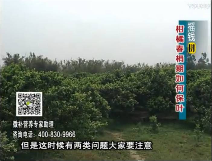 20170327珠江臺搖錢(qián)樹(shù)：柑橘預防春梢不轉綠，撒微補倍力、淋沖力鎂