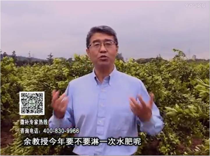 20170424珠江臺搖錢(qián)樹(shù)：柑橘樹(shù)弱保果難度大，淋沖微補根力鈣+精力+精華粉，保樹(shù)保果好