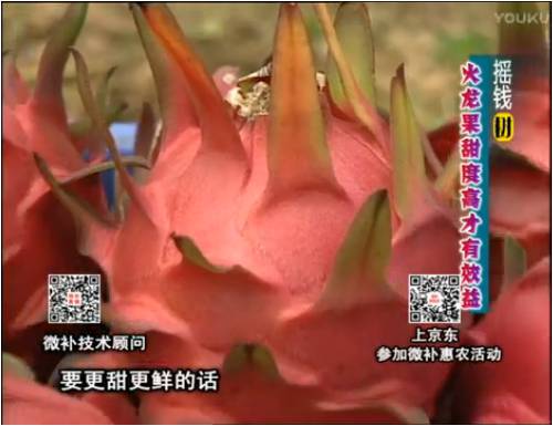 20170417珠江臺搖錢(qián)樹(shù)：火龍果用微補方案，開(kāi)花坐果好，提高品質(zhì)