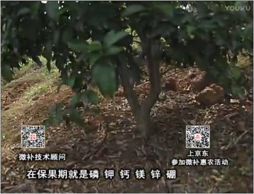 20170417珠江臺搖錢(qián)樹(shù)：柑橘?lài)娛┪⒀a果力+硼力+精華粉，保果好，果青綠