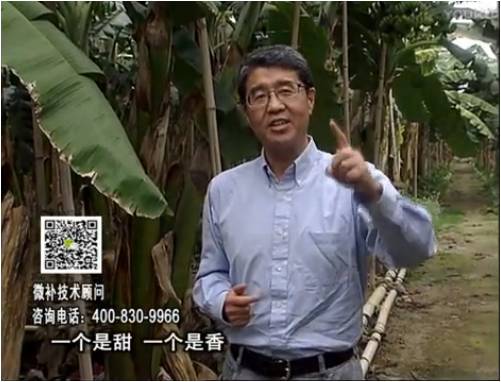 20170327珠江臺搖錢(qián)樹(shù)：香蕉噴施微補果力+碧力+壯力、撒微補倍力，提高品質(zhì)、同時(shí)減肥提產(chǎn)