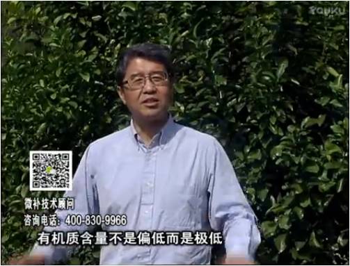 20170327珠江臺搖錢(qián)樹(shù)：撒施因迪樂(lè )有機肥、用因迪樂(lè )有機精華粉，調酸增加果地有機質(zhì)