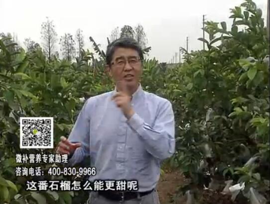 20170327珠江臺搖錢(qián)樹(shù)：番石榴噴施微補果力+壯力，補充磷鉀鈣鎂等，促進(jìn)果甜品質(zhì)高