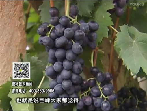 20170501珠江臺搖錢(qián)樹(shù)：葡萄用微補方案，品質(zhì)高，賣(mài)價(jià)好