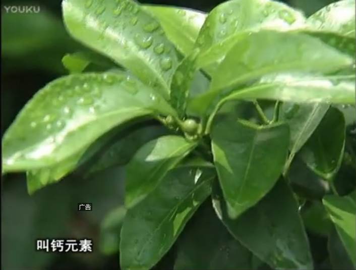 20170508珠江臺搖錢(qián)樹(shù)：柑橘澆施微補根力鈣，補鈣，促根健壯長(cháng)勢