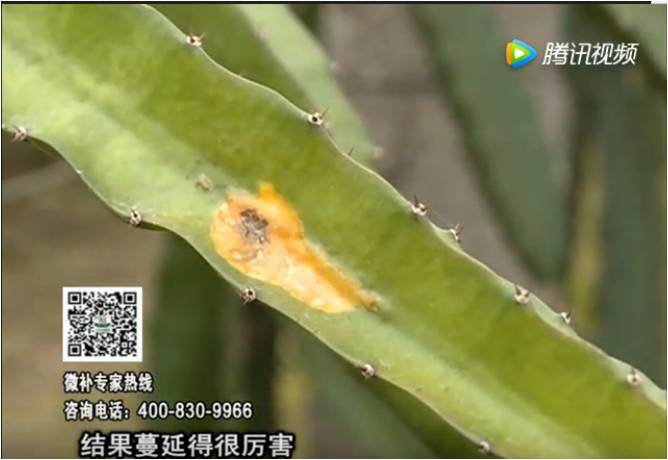 20170522珠江臺搖錢(qián)樹(shù)：火龍果爛葉病多怎么辦？