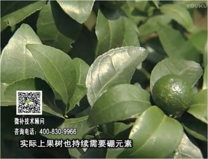 20170529珠江臺搖錢(qián)樹(shù)：貢柑蜜柚噴施微補蓋力+硼力，預防減少缺硼鈣裂果
