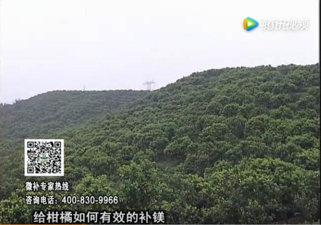 20170522珠江臺搖錢(qián)樹(shù)：柑橘落果黃葉是缺鎂？