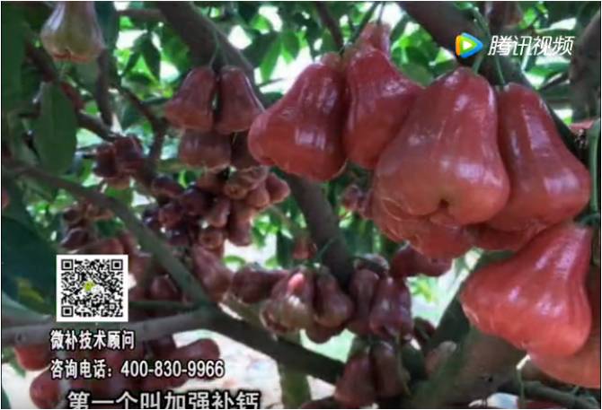 20170529珠江臺搖錢(qián)樹(shù)：蓮霧炭疽病多怎么辦