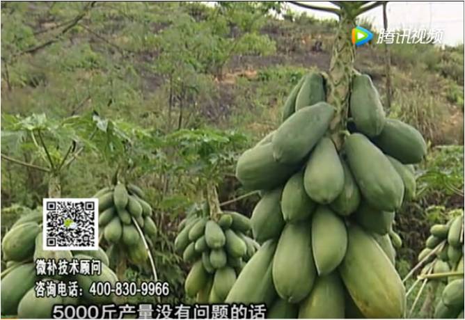 20170605珠江臺搖錢(qián)樹(shù)：木瓜長(cháng)勢好抗病增產(chǎn)