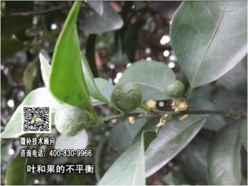 20170501珠江臺搖錢(qián)樹(shù)：柑橘?lài)娛┪⒀a果力+碧力、淋根力鈣+沖力鎂，穩果少落果，促根壯長(cháng)勢