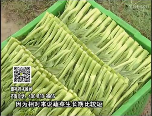 20170306珠江臺搖錢(qián)樹(shù)：蔬菜澆施微補根力鈣+精力，提高蔬菜長(cháng)勢，減少病害，提高收益