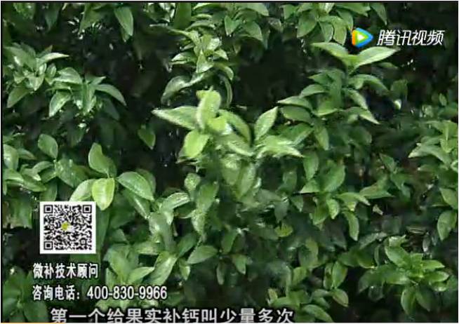 20170605珠江臺搖錢(qián)樹(shù)：柑橘果實(shí)補鈣如何做？
