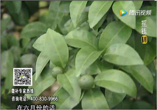 珠江臺搖錢(qián)樹(shù)：柑橘樹(shù)如何調酸保葉？
