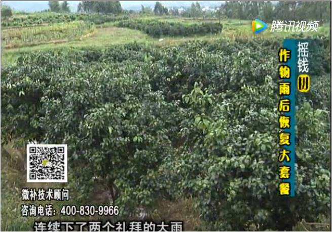 20170626珠江臺搖錢(qián)樹(shù)：果樹(shù)蔬菜長(cháng)勢弱落果？