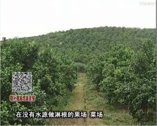 20170703珠江臺搖錢(qián)樹(shù)：雨水多樹(shù)勢弱，撒施因迪樂(lè )調酸促根壯長(cháng)勢