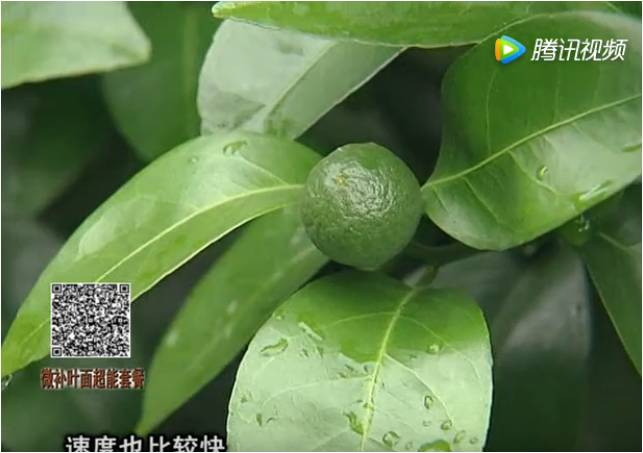 20170710珠江臺搖錢(qián)樹(shù)：提高果樹(shù)蔬菜長(cháng)勢