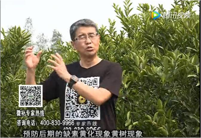 20170612珠江臺搖錢(qián)樹(shù)：柑橘促根減少黃化