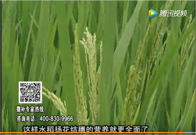 20170612珠江臺搖錢(qián)樹(shù)：水稻壯尾肥提高結穗率