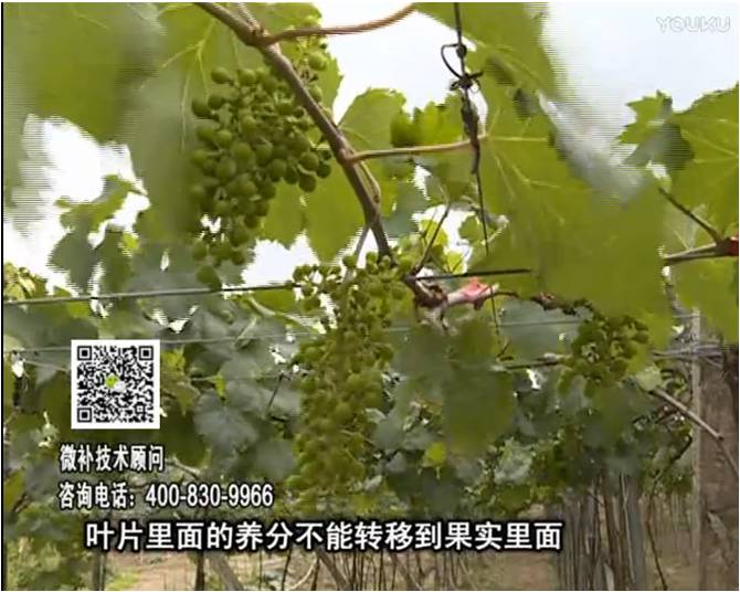 20170717珠江臺搖錢(qián)樹(shù)：果實(shí)補鈣充足，噴施螯合鈣+精華液+保葉素，品質(zhì)高、耐存儲