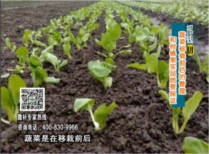 20170814珠江臺搖錢(qián)樹(shù)：蔬菜澆施微補，調酸促根，健壯長(cháng)勢
