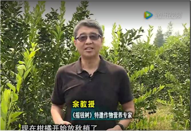 20170821珠江臺搖錢(qián)樹(shù)：柑橘如何放秋梢？
