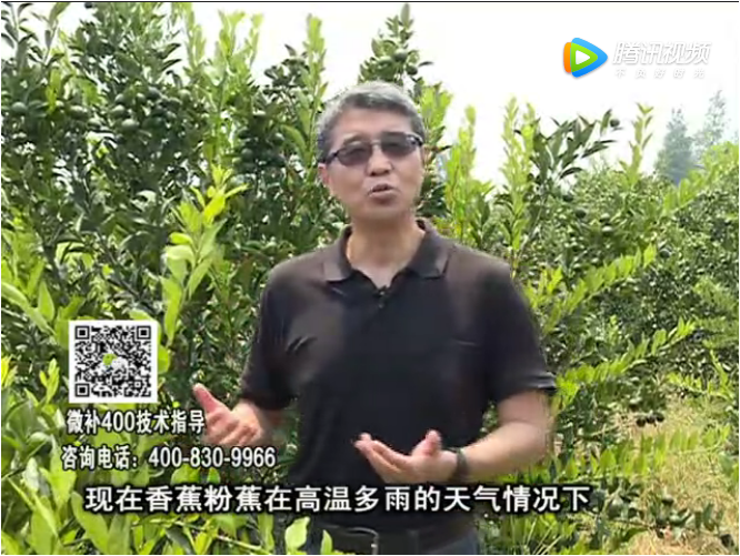 20170904珠江臺搖錢(qián)樹(shù)：香蕉土壤酸黃葉怎么辦